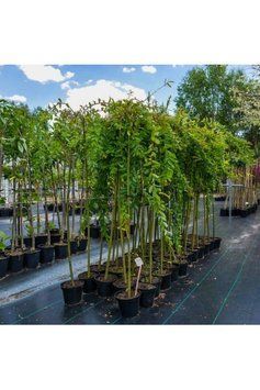Верба цільнолиста Пендула(Salix integra Pendula) 01.056.010 фото