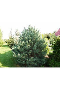 Сосна звичайна Ватерерi К/Ст (Pinus sylvestris Watereri) 02.003.169 фото