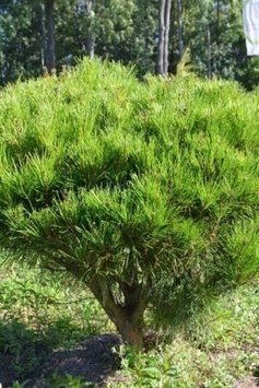 Сосна густоквіткова Аліса Веркаде (Pinus densiflora Alice Verkade) 02.003.185 фото