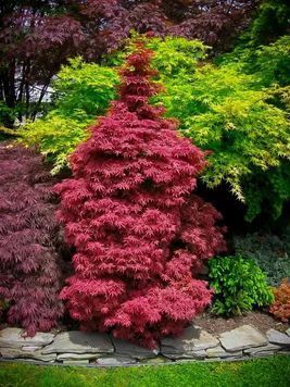 КЛЕН ПАЛЬМОЛИСТИЙ 'СКІТЕРС БРУМ' (Acer palmatum Skeeter's Broom) 01.001.035 фото