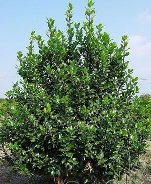Падуб Мезерва Blue Princess (Ilex meserveae Blue Prince) 01.048.022 фото