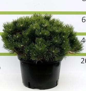 Сосна чорна Śліз&oacute;в (Pinus nigra Śliz&oacute;w) 02.003.065 фото