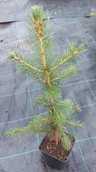 Ялина колюча Фокстаіл (Picea pungens Foxtail) 02.002.253 фото