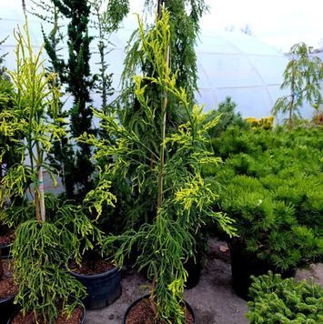 КРИПТОМЕРІЯ ЯПОНСЬКА 'К'ЯРА ГОЛД' (Cryptomeria japonica Kyara Gold) 02.019.003 фото