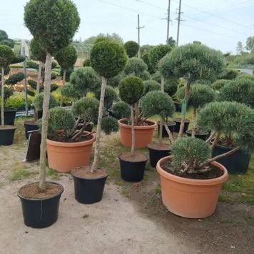 Ялівець віргінський Хетц К/бонсай (Juniperus virginiana Hetz) 02.009.174 фото
