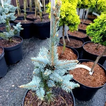 Ялина колюча Фокстаіл (Picea pungens Foxtail) 02.002.253 фото