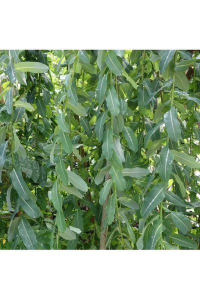 Верба цільнолиста Пендула(Salix integra Pendula) 01.056.010 фото