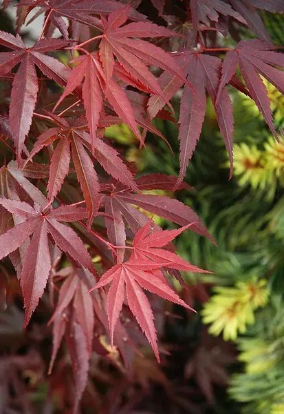 КЛЕН ПАЛЬМОЛИСТИЙ 'СКІТЕРС БРУМ' (Acer palmatum Skeeter's Broom) 01.001.035 фото