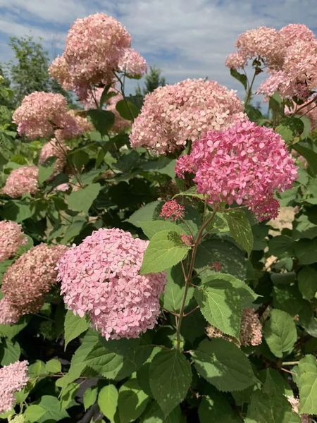 ГОРТЕНЗІЯ ДЕРЕВОВИДНА 'ПІНК АНАБЕЛЬ' (Hydrangea arborescens Pinck Annabelle) 01.034.083 фото