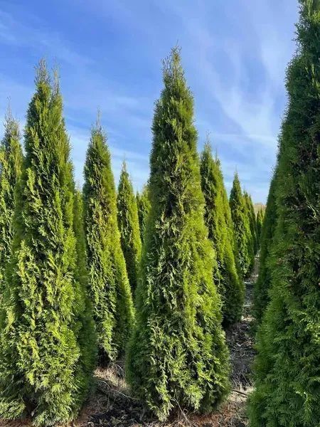 Туя західна Smaragd (М)/Чупачупс (Thuja occidentalis Smaragd (М)/Чупачупс) 02.011.159 фото