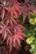 КЛЕН ПАЛЬМОЛИСТИЙ 'СКІТЕРС БРУМ' (Acer palmatum Skeeter's Broom) 01.001.035 фото 3