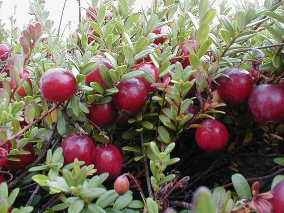 39904 фото
