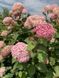 ГОРТЕНЗІЯ ДЕРЕВОВИДНА 'ПІНК АНАБЕЛЬ' (Hydrangea arborescens Pinck Annabelle) 01.034.083 фото 2