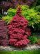 КЛЕН ПАЛЬМОЛИСТИЙ 'СКІТЕРС БРУМ' (Acer palmatum Skeeter's Broom) 01.001.035 фото 1