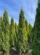 Туя західна Smaragd (М)/Чупачупс (Thuja occidentalis Smaragd (М)/Чупачупс) 02.011.159 фото 2