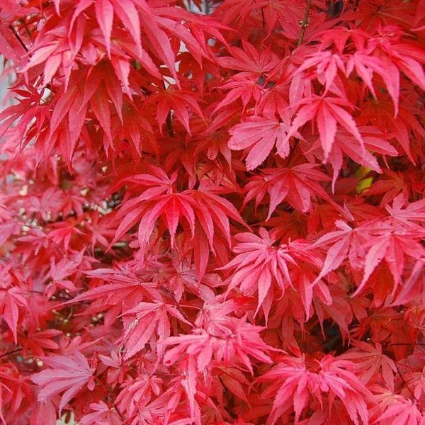 КЛЕН ПАЛЬМОЛИСТИЙ 'СКІТЕРС БРУМ' (Acer palmatum Skeeter's Broom) 01.001.035 фото