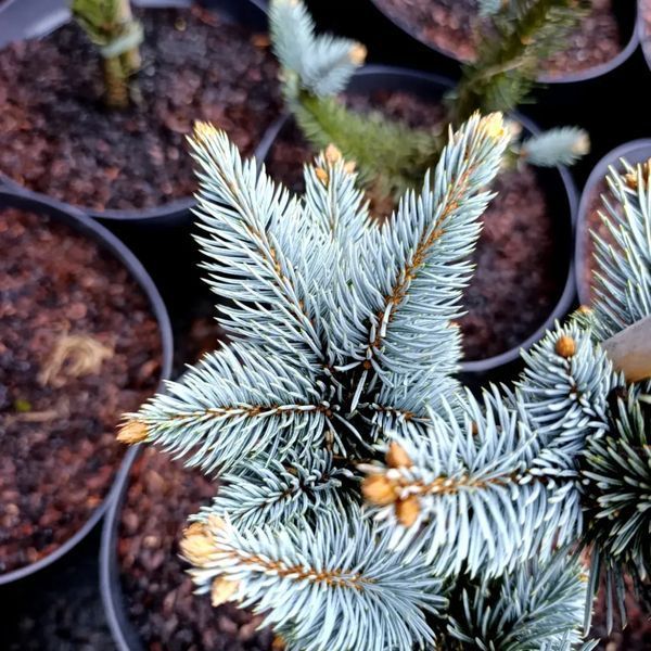 Ялина колюча Фокстаіл (Picea pungens Foxtail) 02.002.253 фото