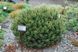Сосна гірська Міні Мопс (Pinus mugo Mini Mops) 02.003.489 фото 1