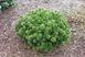 Сосна гірська Міні Мопс (Pinus mugo Mini Mops) 02.003.489 фото 2