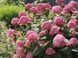 ГОРТЕНЗІЯ ДЕРЕВОВИДНА 'ПІНК АНАБЕЛЬ' (Hydrangea arborescens Pinck Annabelle) 01.034.083 фото 1
