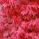 КЛЕН ПАЛЬМОЛИСТИЙ 'СКІТЕРС БРУМ' (Acer palmatum Skeeter's Broom) 01.001.035 фото 2