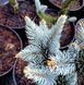 Ялина колюча Фокстаіл (Picea pungens Foxtail) 02.002.253 фото 2