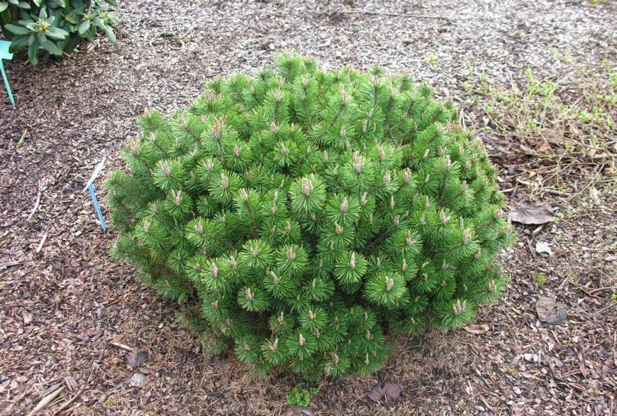 Сосна гірська Міні Мопс (Pinus mugo Mini Mops) 02.003.489 фото