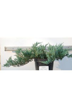 ЯЛІВЕЦЬ ПОВЗУЧИЙ 'БЛУ ЧІП' (Juniperus horizontalis Blue Chip) 02.009.156 фото