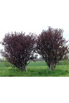 СЛИВА РОЗЛОГА 'ПІССАРДІ НІГРА' (Prunus cerasifera (pissardii) Nigra) 01.013.038 фото