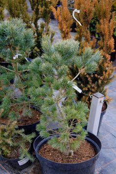 Сосна дрібноквіткова Schoon's Bonsai (Pinus parviflora Schoon's Bonsai) 02.003.385 фото