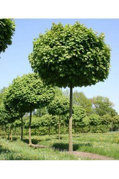 Клен гостролистий 'Глобозум'(Acer platanoides Globosum) 01.001.122 фото