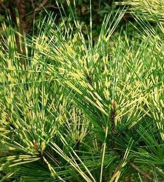 Сосна густоквіткова Окулус Драконіс (Око Дракона) (Pinus densiflora Oculus-Draconis) 02.003.070 фото