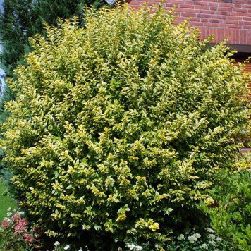 БИРЮЧИНА ОВАЛЬНОЛИСТА 'АУРЕУМ' (Ligustrum ovalifolium Aureum) 01.057.001 фото