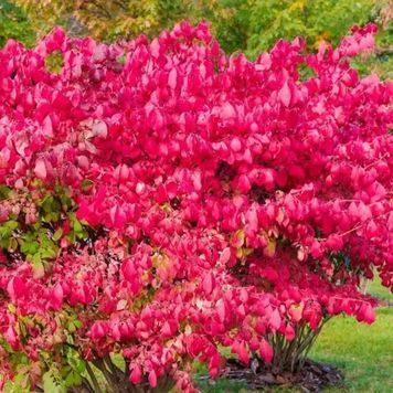 Бруслина крилатий Блейд Раннер (Euonymus alatus Blade Runner) 01.008.006 фото