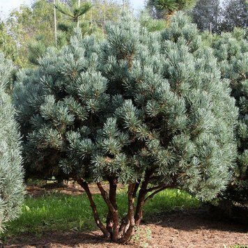 Сосна звичайна Ватерерi (Pinus sylvestris Watereri) 02.003.190 фото