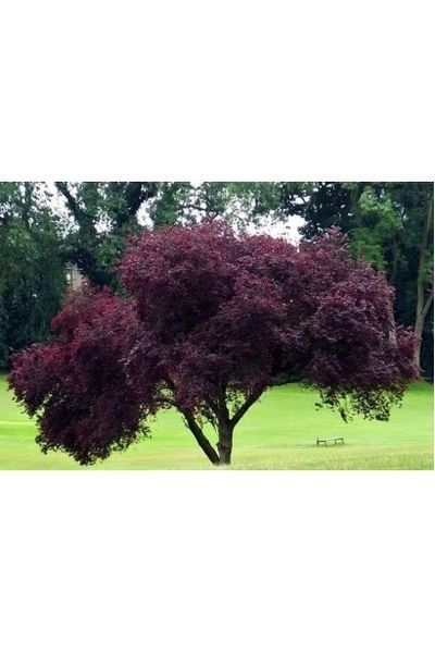 СЛИВА РОЗЛОГА 'ПІССАРДІ НІГРА' (Prunus cerasifera (pissardii) Nigra) 01.013.038 фото