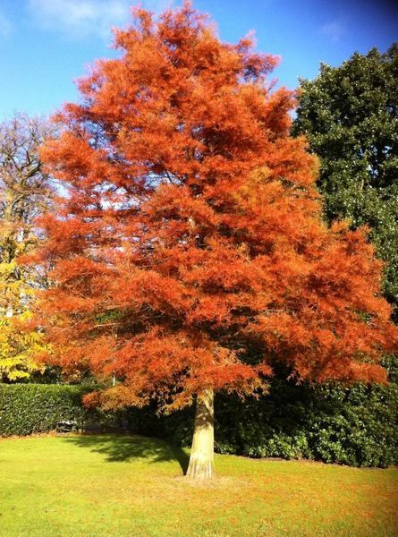 МЕТАСЕКВОЙЯ КИТАЙСЬКА К (Metasequoia glyptostroboides C) 02.013.008 фото