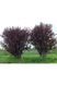 СЛИВА РОЗЛОГА 'ПІССАРДІ НІГРА' (Prunus cerasifera (pissardii) Nigra) 01.013.038 фото 1