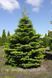 ЯЛИЦЯ КОРЕЙСЬК (Abies koreana) 02.005.067 фото 1