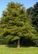 МЕТАСЕКВОЙЯ КИТАЙСЬКА К (Metasequoia glyptostroboides C) 02.013.008 фото 3