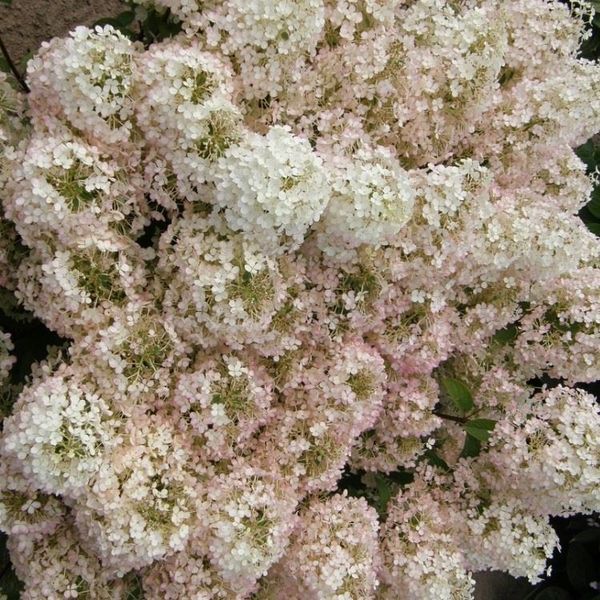 ГОРТЕНЗІЯ ВОЛОТИСТА 'БОБО' (Hydrangea paniculata Bobo) 01.034.048 фото