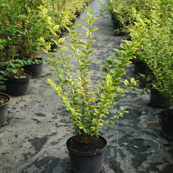 БИРЮЧИНА ОВАЛЬНОЛИСТА 'АУРЕУМ' (Ligustrum ovalifolium Aureum) 01.057.001 фото