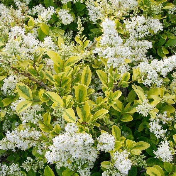 БИРЮЧИНА ОВАЛЬНОЛИСТА 'АУРЕУМ' (Ligustrum ovalifolium Aureum) 01.057.001 фото