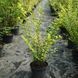 БИРЮЧИНА ОВАЛЬНОЛИСТА 'АУРЕУМ' (Ligustrum ovalifolium Aureum) 01.057.001 фото 3