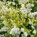 БИРЮЧИНА ОВАЛЬНОЛИСТА 'АУРЕУМ' (Ligustrum ovalifolium Aureum) 01.057.001 фото 2