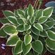 Хоста (Hosta) 03.015.001 фото 1