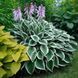 Хоста (Hosta) 03.015.001 фото 2