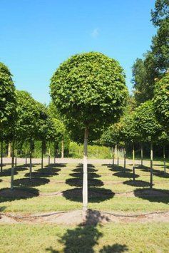 Клен гостролистий 'Глобозум' (Acer platanoides Globosum) 01.001.135 фото