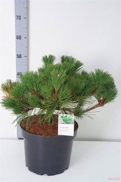 Сосна тунберга Маїджіма (Pinus thunbergii Majima) 02.003.127 фото