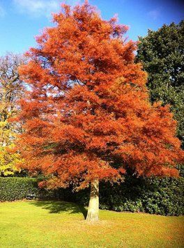 МЕТАСЕКВОЙЯ КИТАЙСЬКА (Metasequoia glyptostroboides) 02.013.001 фото